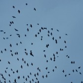Vogels in de lucht